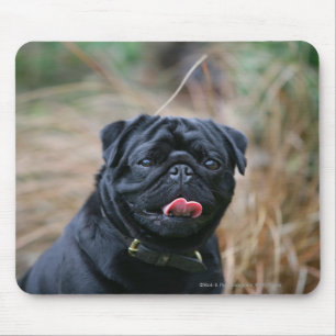 Mousepad Pug preto que arfa ao olhar a câmera
