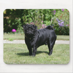 Mousepad Pug preto que está de vista a câmera