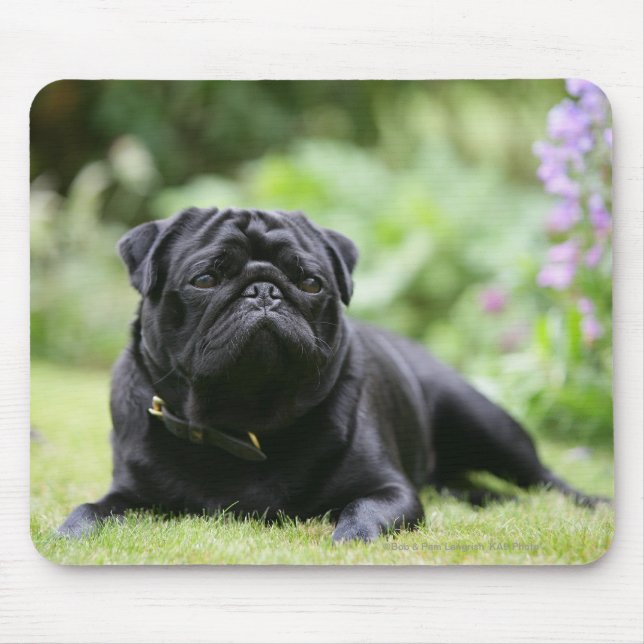 Mousepad Pug preto que estabelece (Frente)