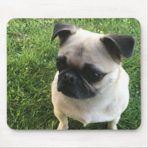 Mousepad Pug Puppy Photo