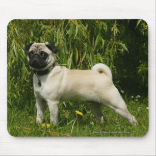 Mousepad Pug que olha a câmera