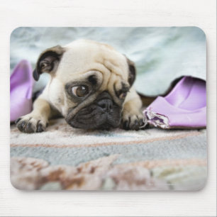 Mousepad Pug que olha inocente após ter mastigado o dedo d