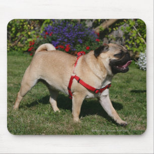 Mousepad Pug que veste o chicote de fios vermelho