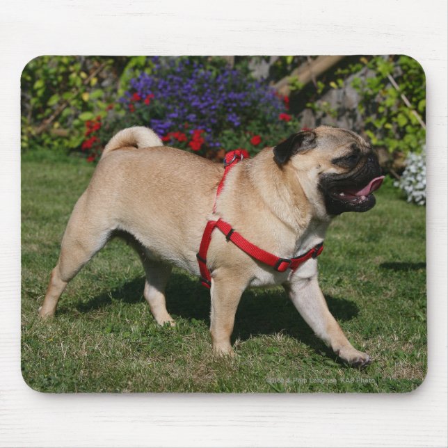 Mousepad Pug que veste o chicote de fios vermelho (Frente)