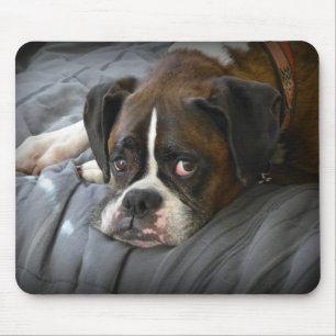 Mousepad pugilista, cão