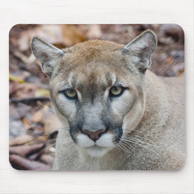 Mousepad Puma, leão-da-montanha, pantera-da-flórida, Puma (Frente)