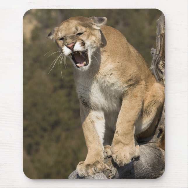 Mousepad Puma ou leão de montanha, puma concolor, Captive - (Frente)