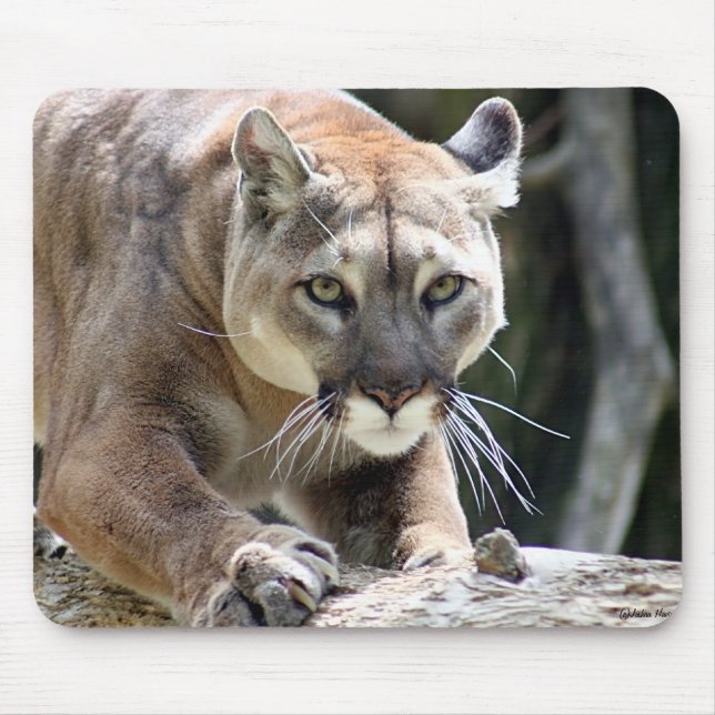 Mousepad Puma selvagem (Frente)