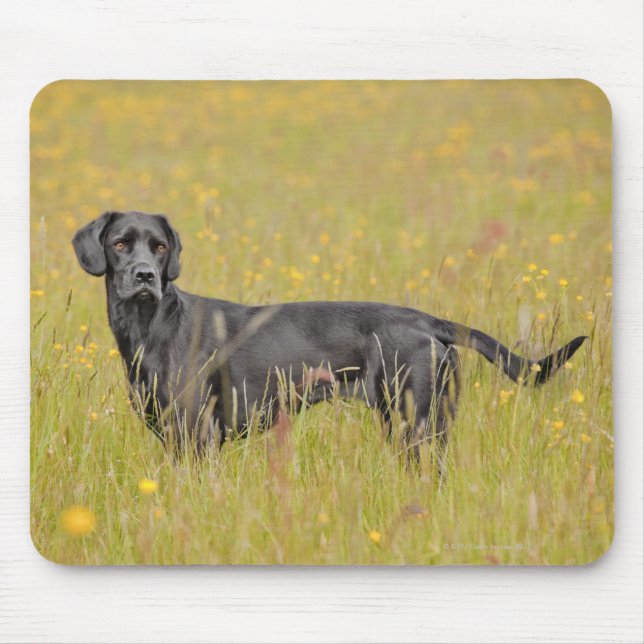 Mousepad Puppy 16 Meses (Frente)