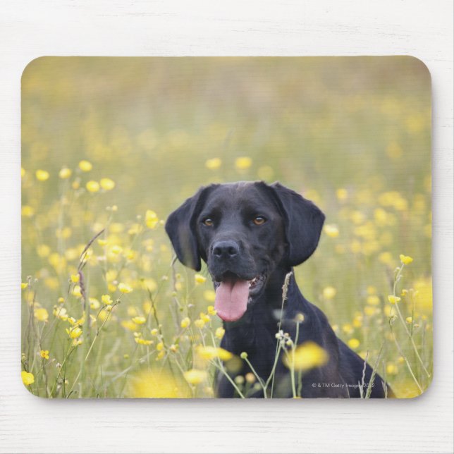 Mousepad Puppy 16 Meses 2 (Frente)