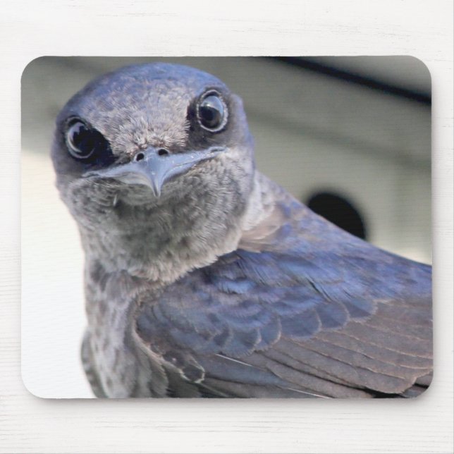 Mousepad Purple Martin (Frente)