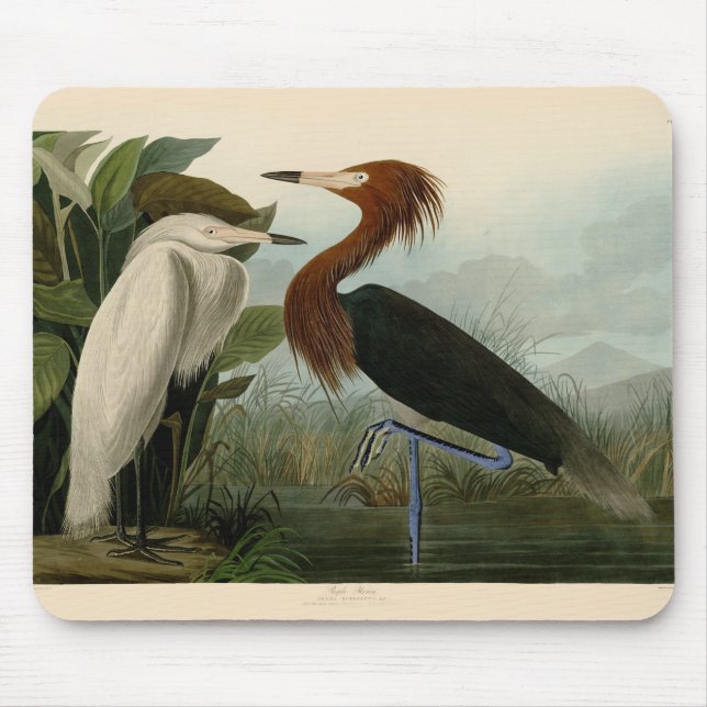 Mousepad Púrpura Heron Audubon Bird Willife Painting (Frente)