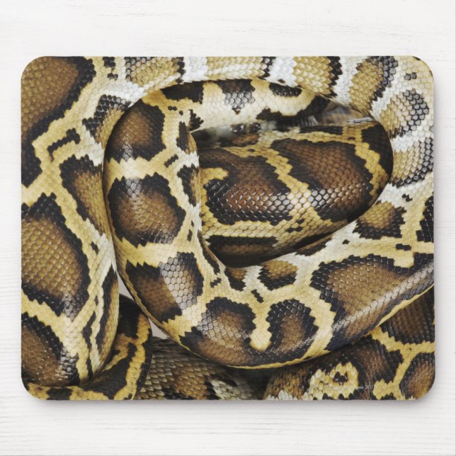 Mousepad Python birmanês (Frente)