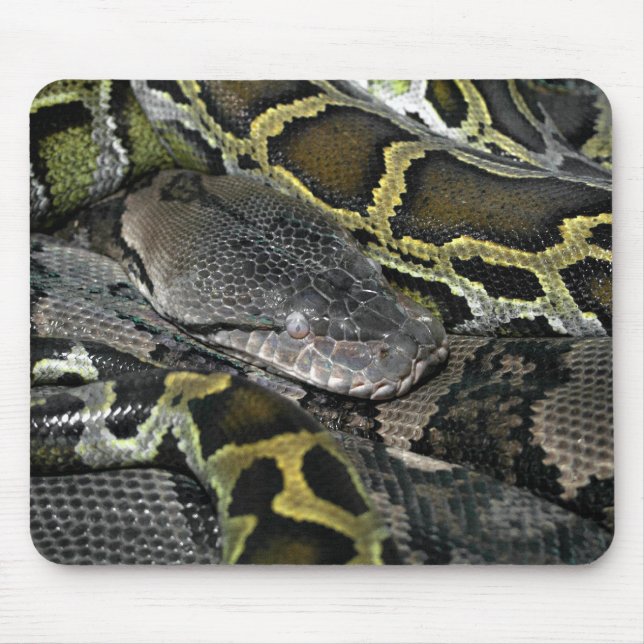 Mousepad Python molurus bivittatus (Frente)