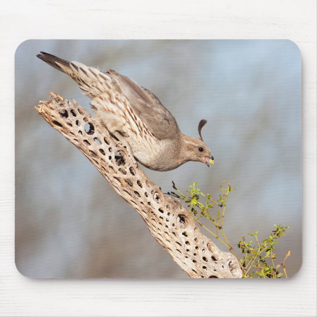 Mousepad Quail de Gambel (Frente)