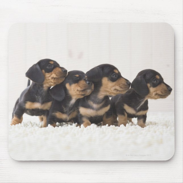 Mousepad Quatro Mini Dachshund (Frente)