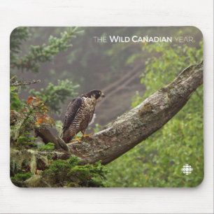 Mousepad Queda - Falcão Peregrino