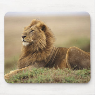 Mousepad Quênia, Masai Mara. Leão macho adulto em cupim