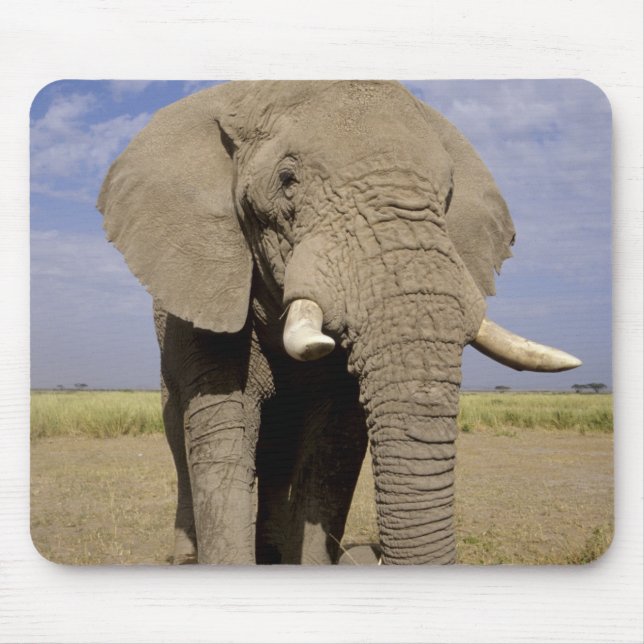 Mousepad Quênia: Parque Nacional de Amboseli, elefante masc (Frente)