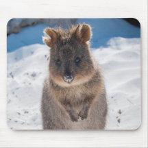 Quokka bonitinho e feliz na praia da Austrália