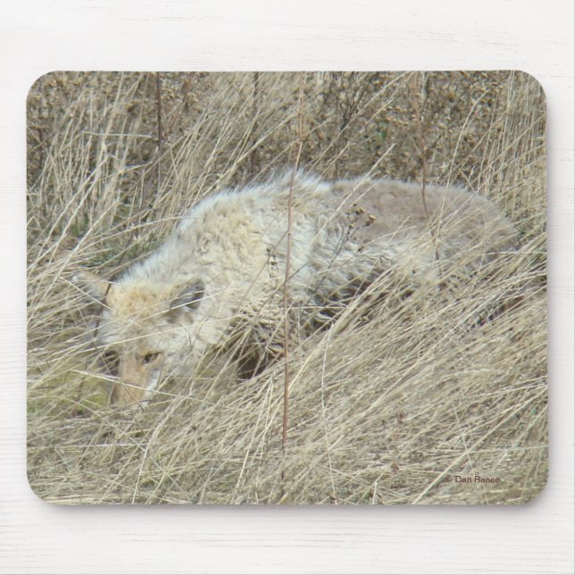 Mousepad R13 Coyote na grama alta (Frente)