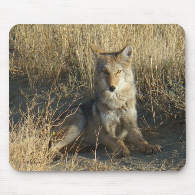 Mousepad R15 Coyote Lay (Frente)