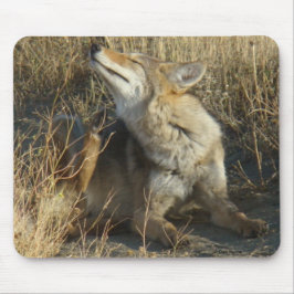 Mousepad R17 Coyote Coçando