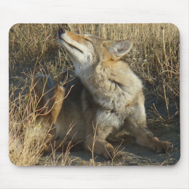 Mousepad R17 Coyote Coçando (Frente)