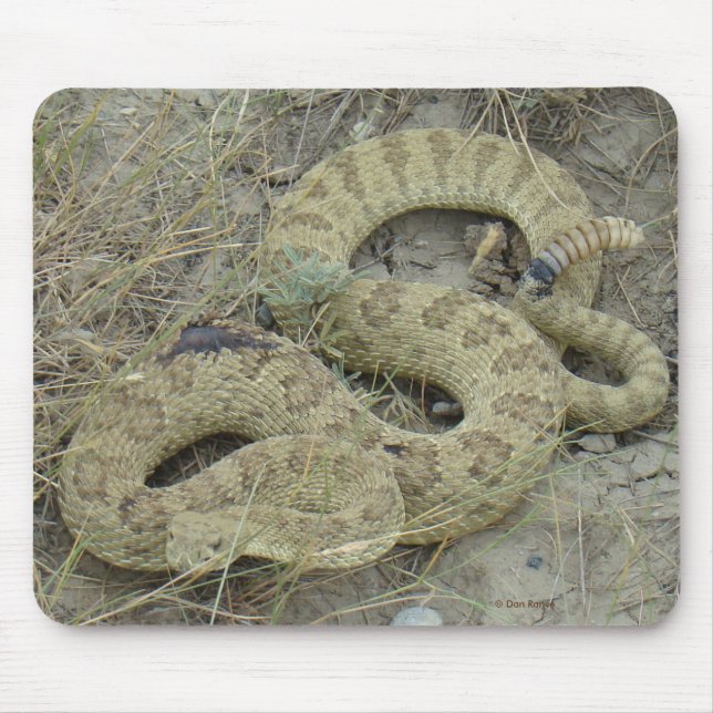 Mousepad R20 Prairie Rattlesnake ferida (Frente)