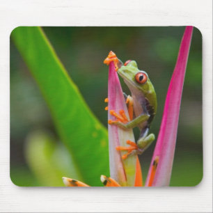 Mousepad Rã-arbórea-de-olho-vermelho, Costa Rica