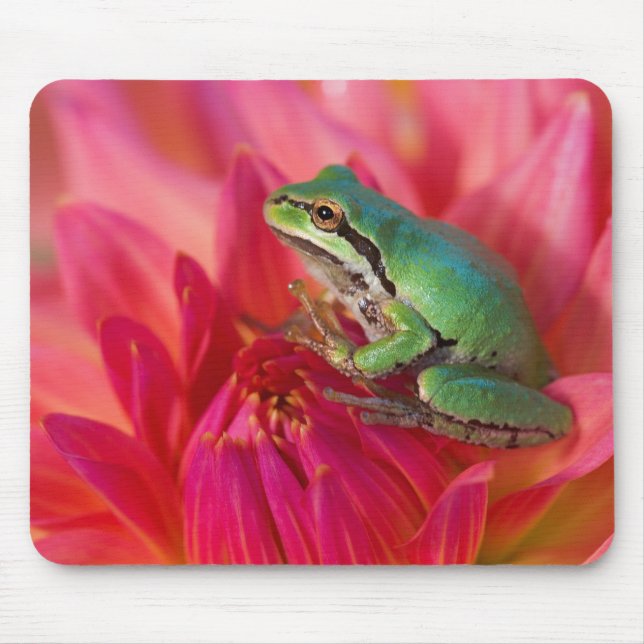Mousepad Rã-arbórea-do-pacífico em flores no nosso jardim (Frente)