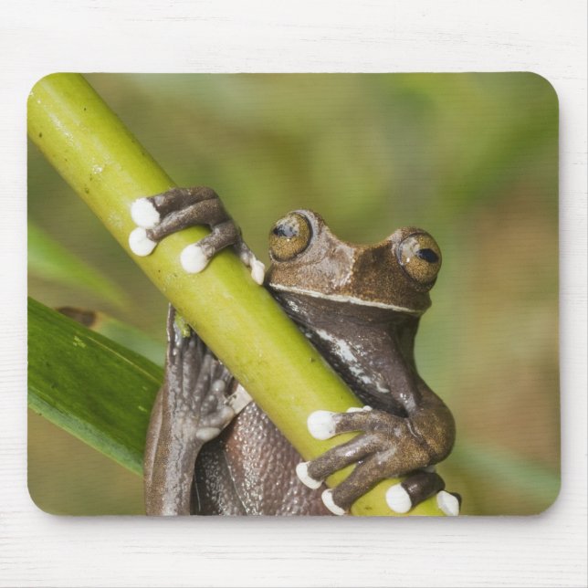 Mousepad Rã-árvore Cativa Tapichalaca Hyloscirtus (Frente)