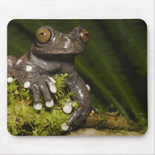 Mousepad Rã-árvore Cativa Tapichalaca Hyloscirtus 3