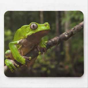Mousepad Rã-folha-gigante (Phyllomedusa bicolor)