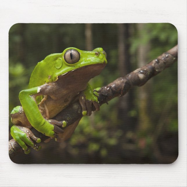 Mousepad Rã-folha-gigante (Phyllomedusa bicolor) (Frente)