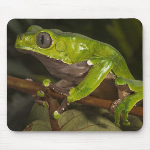 Mousepad Rã folha gigante Phyllomedusa bicolor) 3