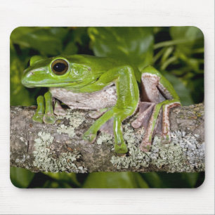 Mousepad Rã Gigante Gliding, Polypedates dennysi ssp,