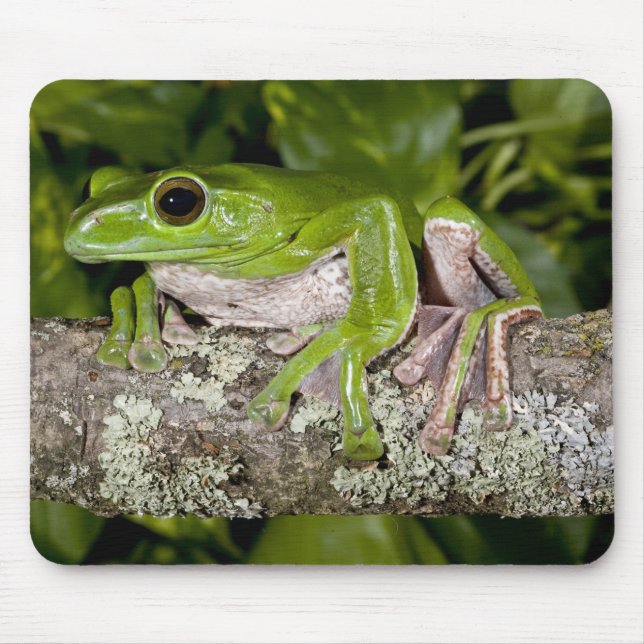 Mousepad Rã Gigante Gliding, Polypedates dennysi ssp, (Frente)
