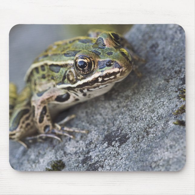 Mousepad Rã-leopardo-do-norte, Ilha Transparente, (Frente)