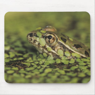 Mousepad Rã-leopardo-do-rio-grande, Rana berlandieri,