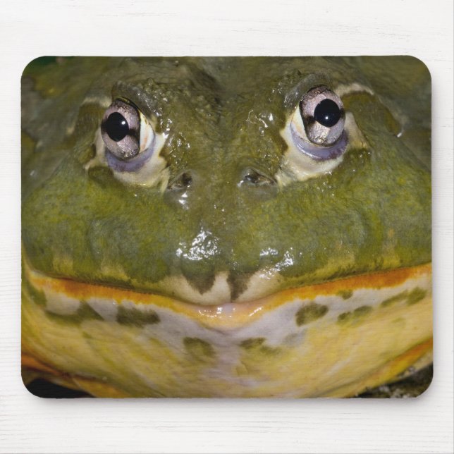 Mousepad Rã-Touro-Africana, Pyxicephalus (Frente)
