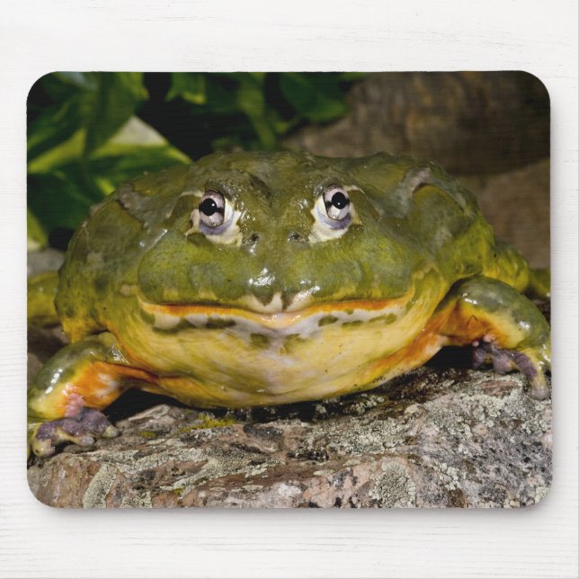 Mousepad Rã-Touro-Africana, Pyxicephalus (Frente)