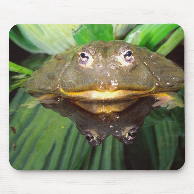 Mousepad Rã-Touro-Africana, Pyxicephalus 2 (Frente)