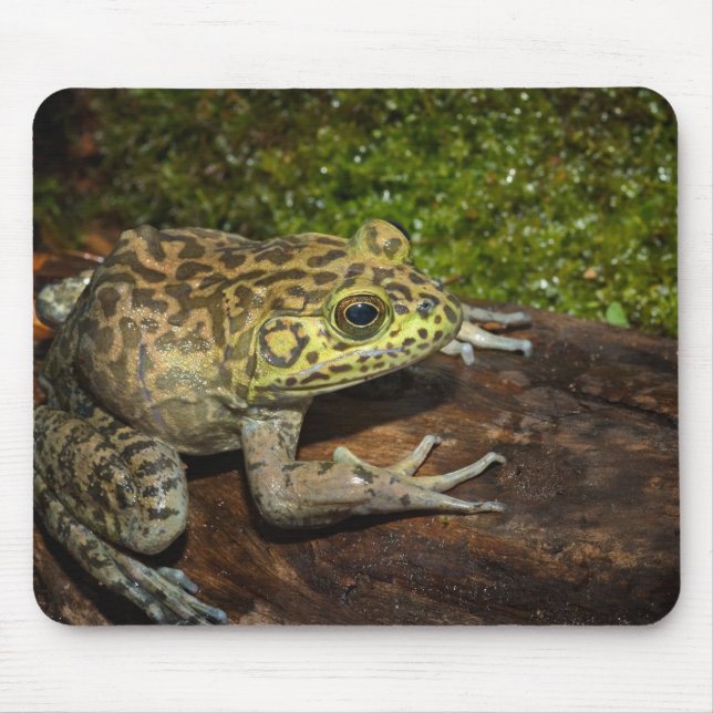 Mousepad Rã-touro, Rana catesbeiana (Frente)