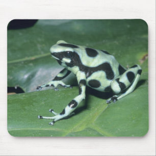 Mousepad Rã venenosa, (Dendrobates auratus) Cahuita