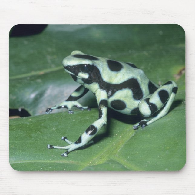 Mousepad Rã venenosa, (Dendrobates auratus) Cahuita (Frente)