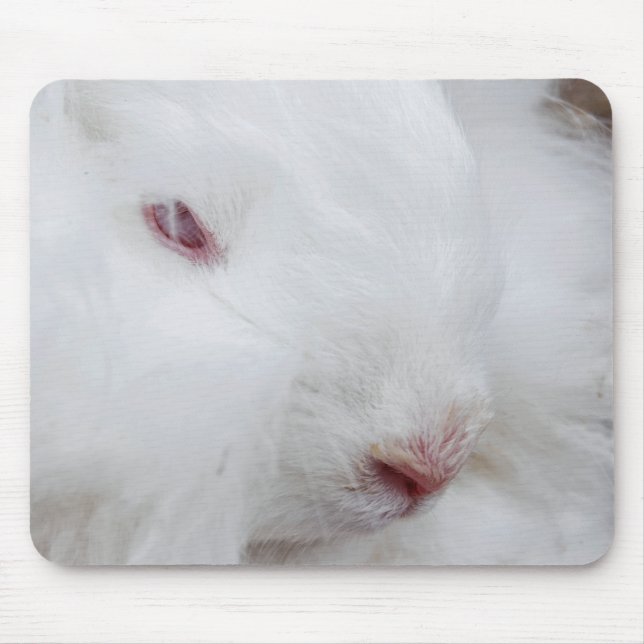Mousepad Rabbit Angora Branco (Frente)