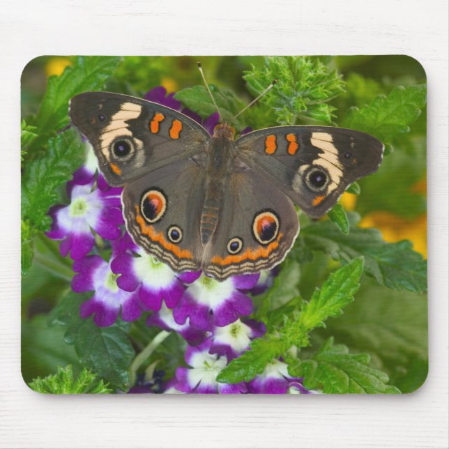 Mousepad Rabo-de-andorinha-preto (Frente)