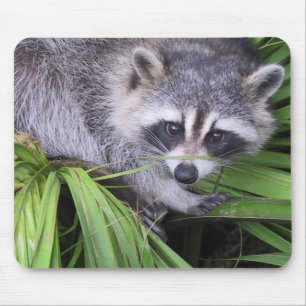 Mousepad Racconon