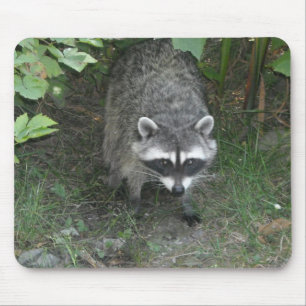 Mousepad Raccoon